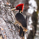 Pale-billed Woodpecker