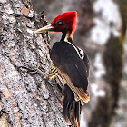 Pale-billed Woodpecker