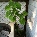Princess Tree 