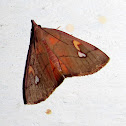 Pyralidae