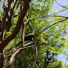 Hartlaub's Turaco