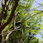 Hartlaub's Turaco