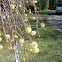 Pussy willow