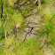 Northern Cardinal