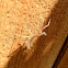 Praying Mantis