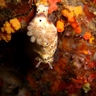 Nudibranch - C. leopardus