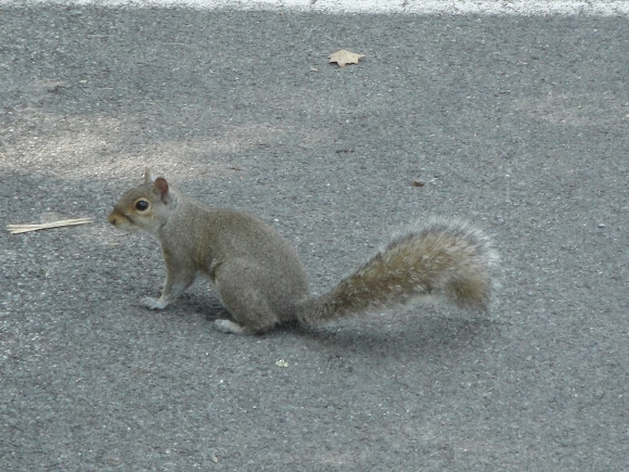 Spotting Image 1