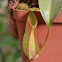 Pitcher Plant