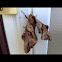 Blinded Sphinx Moth