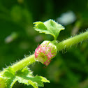 Fragrant Fringecup