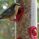 Red-breasted Nuthatch