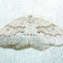 Moth