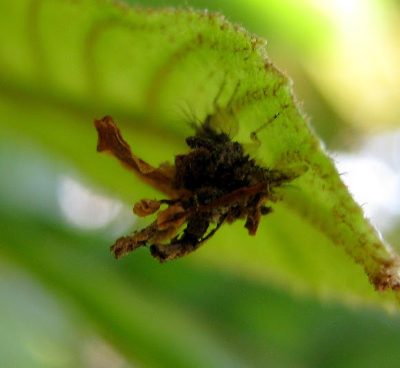 Spotting Image 1