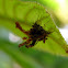 Lacewing larva