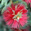 Bottlebrush