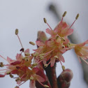 Red Maple