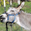 Donkey