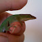 Green anole