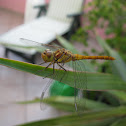 Dragonfly