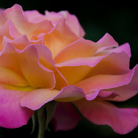 Blissful Rose by Kirsten Morse - Nature Up Close Flowers