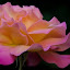 Blissful Rose by Kirsten Morse - Nature Up Close Flowers