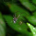 Black Orchard Spider