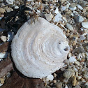 Ostra plana (gl)