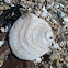 Ostra plana (gl)