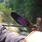 Gossamerwing Damselfly
