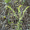 Goldenrod