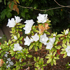 White rhododendron