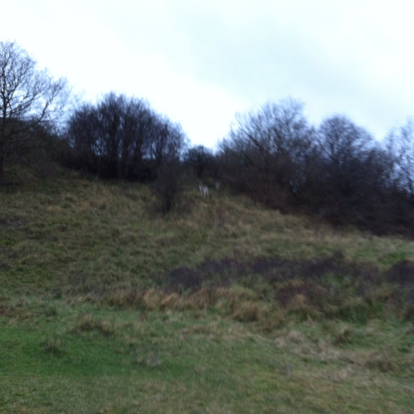 Spotting Image 1