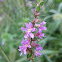 Purple Loosestrife