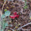 Round-leaved Sundew
