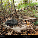 Arizona Black Rattlesnake