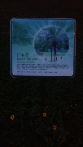 Dwarf Date-palm