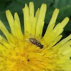 Hover fly   Flower fly