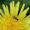 Hover fly   Flower fly