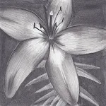 Charcoal Drawing Apk
