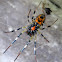 Nephilid Orb Weaver