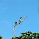 Chesnut-eared Aracari