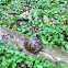 Eastern Box Turtle