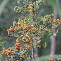 Firethorn