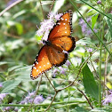 Queen Butterfly
