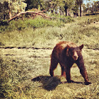 Brown bear