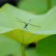 Blue Dasher