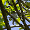 Figbird (female)