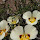 Wildflowers along Pacific Crest trail
