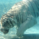 Siberian Tiger