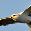 White-Tailed Kite